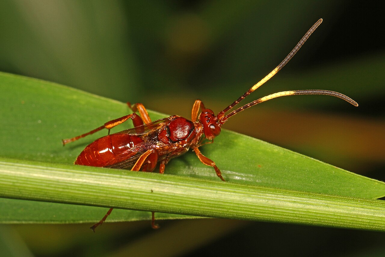 Ichneumon Wasp - Polytribax pallescens, Meadowood Farm SRMA, Mason Neck, Virginia.jpg