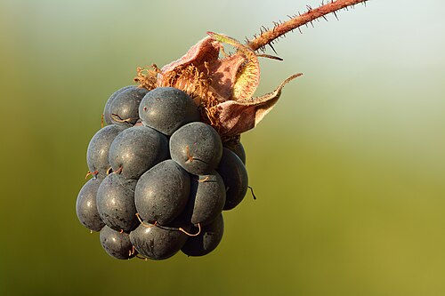 Fruit close-up