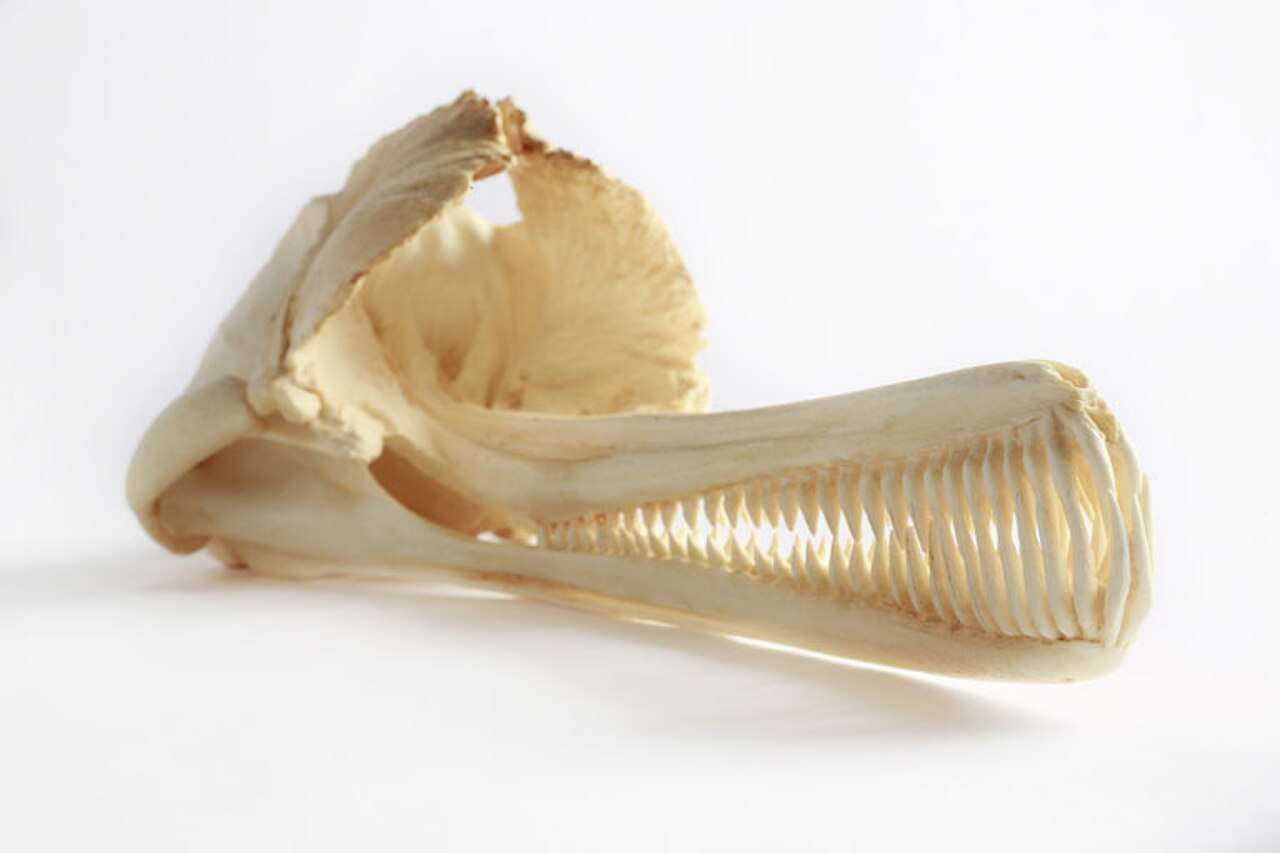 Indus River dolphin skull cast.jpg