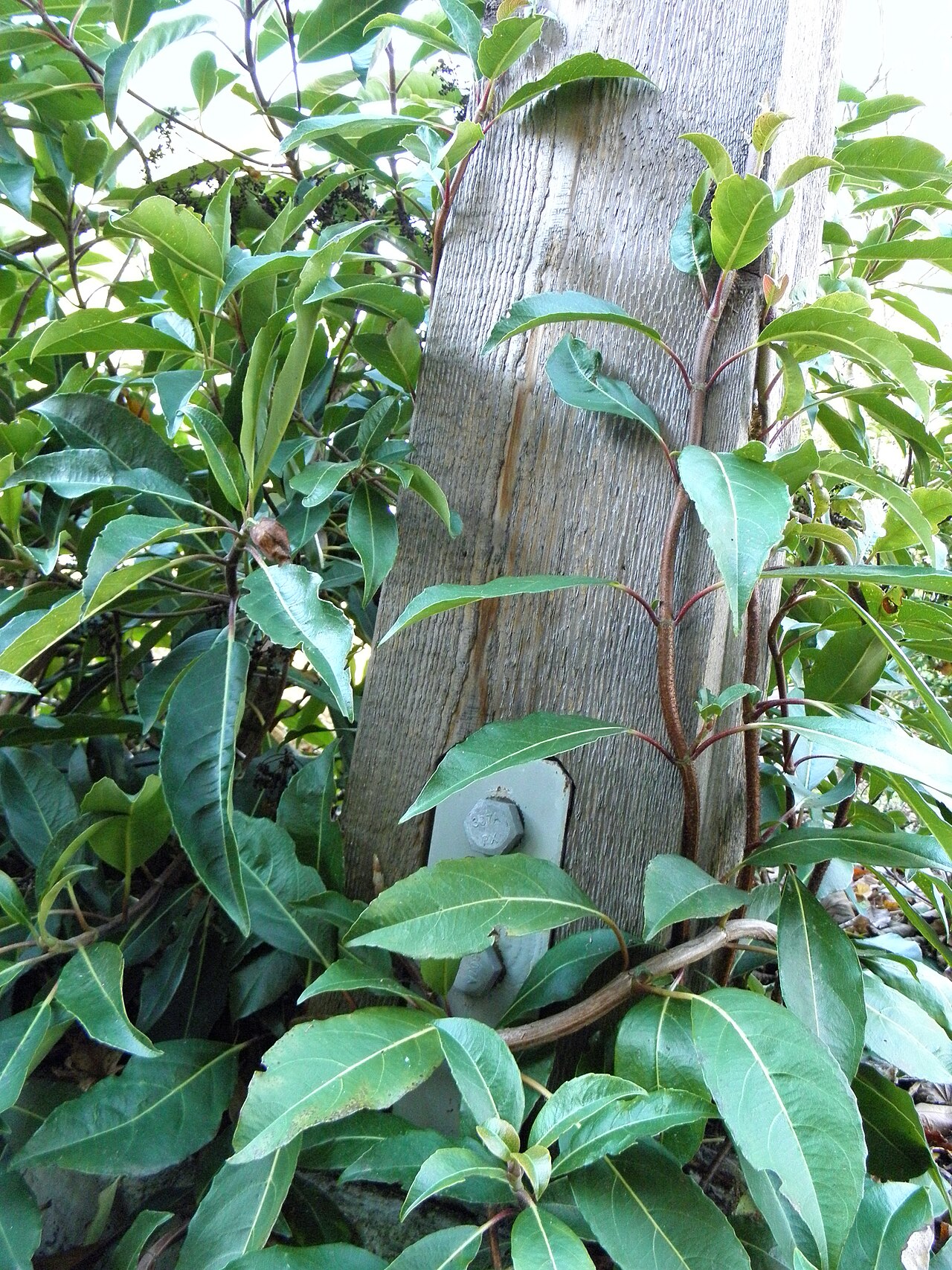Hydrangea integrifolia climbing.JPG