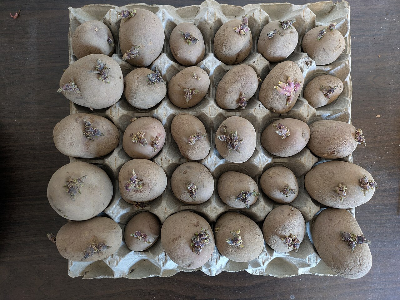 Chitted seed potatoes.jpg
