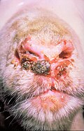 Lesions around lips (orf is on lips)