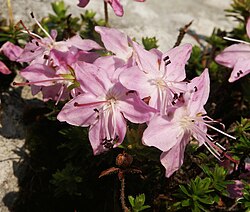 A picture of Rhodothamnus chamaecistus, taken in Germany.