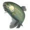 Trout this user