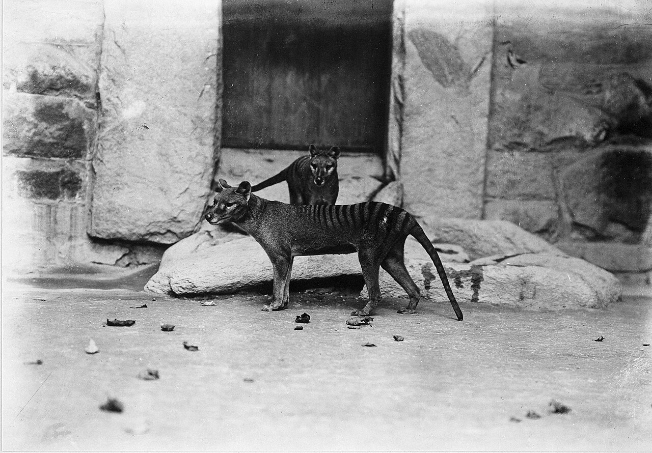 Tasmanian Tiger (Thylacinus cynocephalus).jpg
