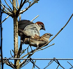 House sparrows mating