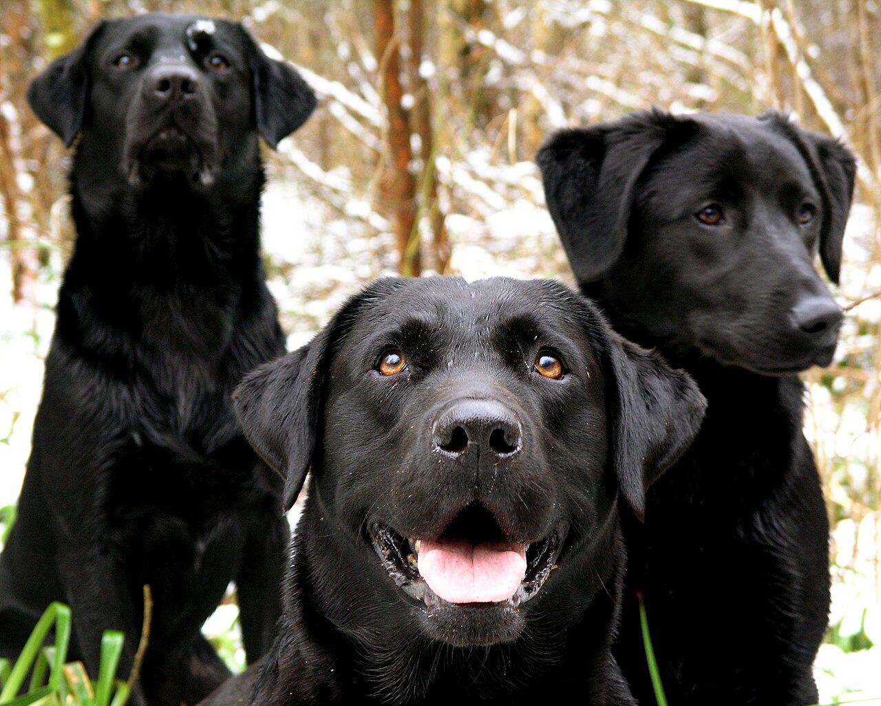 Black Labrador Retrievers portrait.jpg