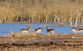 Fallow deer in the Padule di Bolgheri