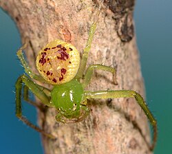 female