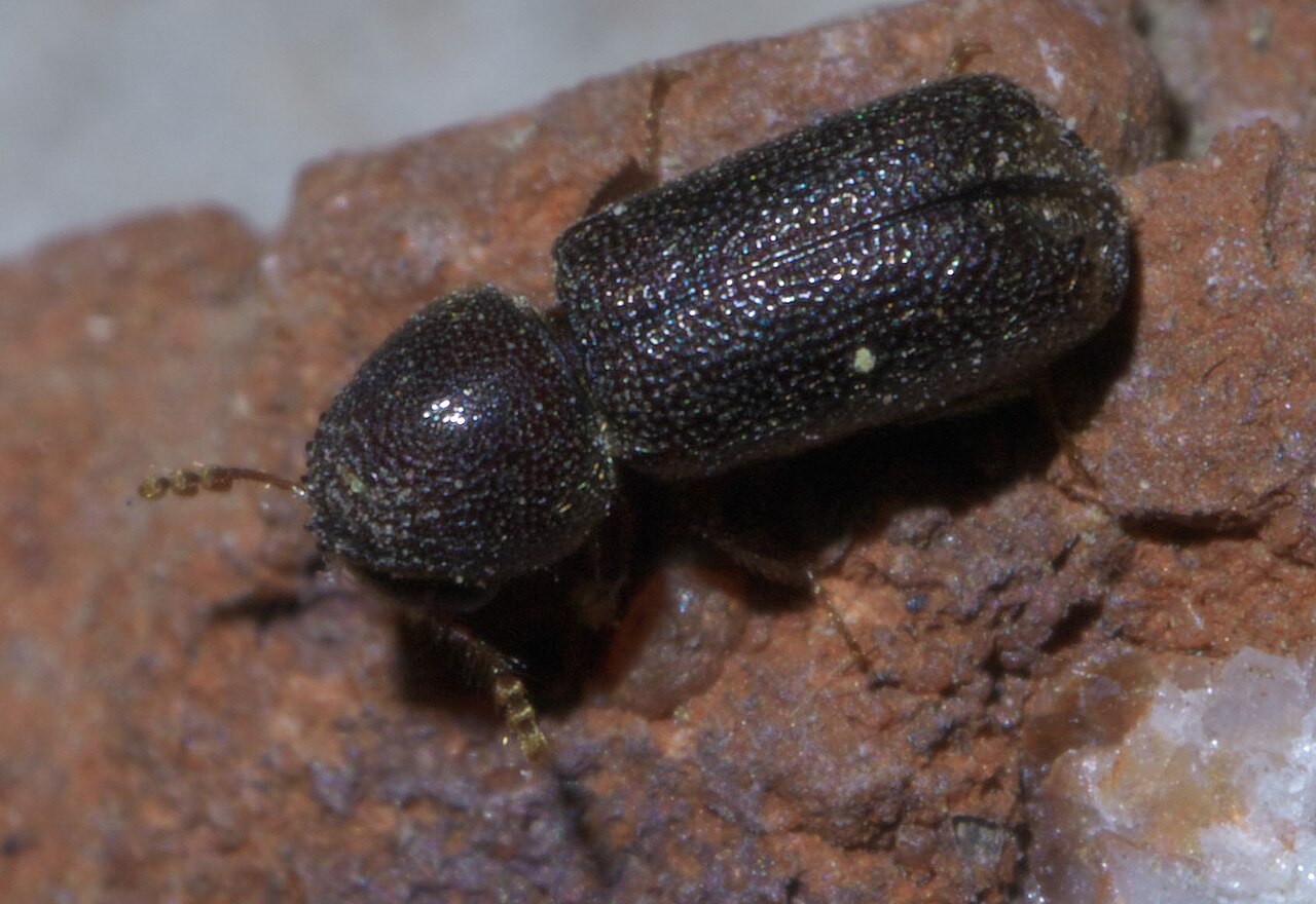 Prostephanus punctatus P1390659a.jpg
