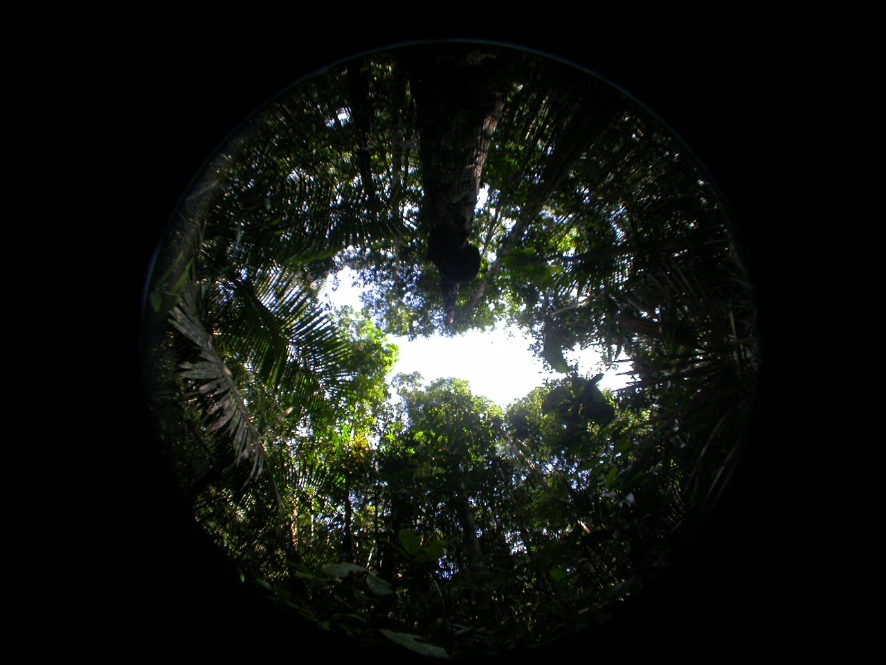 Small Forest Gap.JPG
