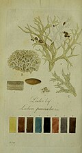 Illustration of Lichen prunastri.