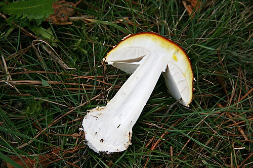 Cross section of fruiting body, showing pigment under skin and free gills