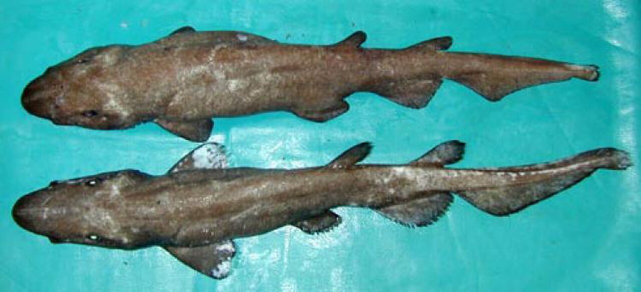 Deepwater catshark.jpg