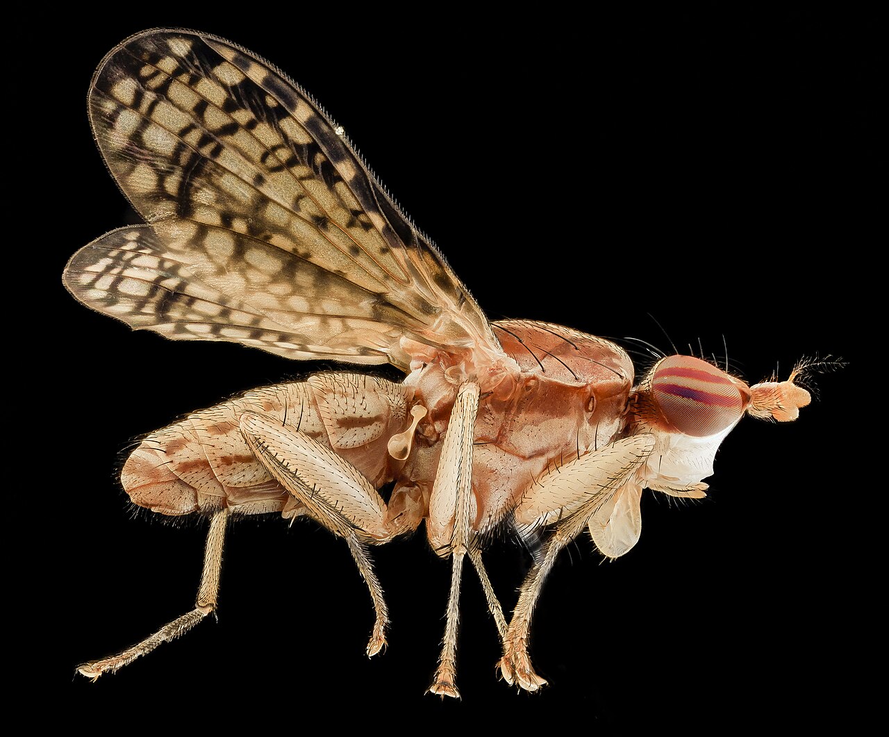 Trypetoptera canadensis, side, md, upper marlboro 2014-06-04-12.01.04 ZS PMax (14345969235).jpg