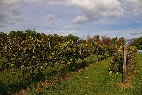 Hermann Vineyards