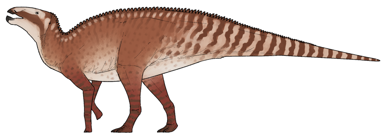 Kryptohadros kallaiae.png