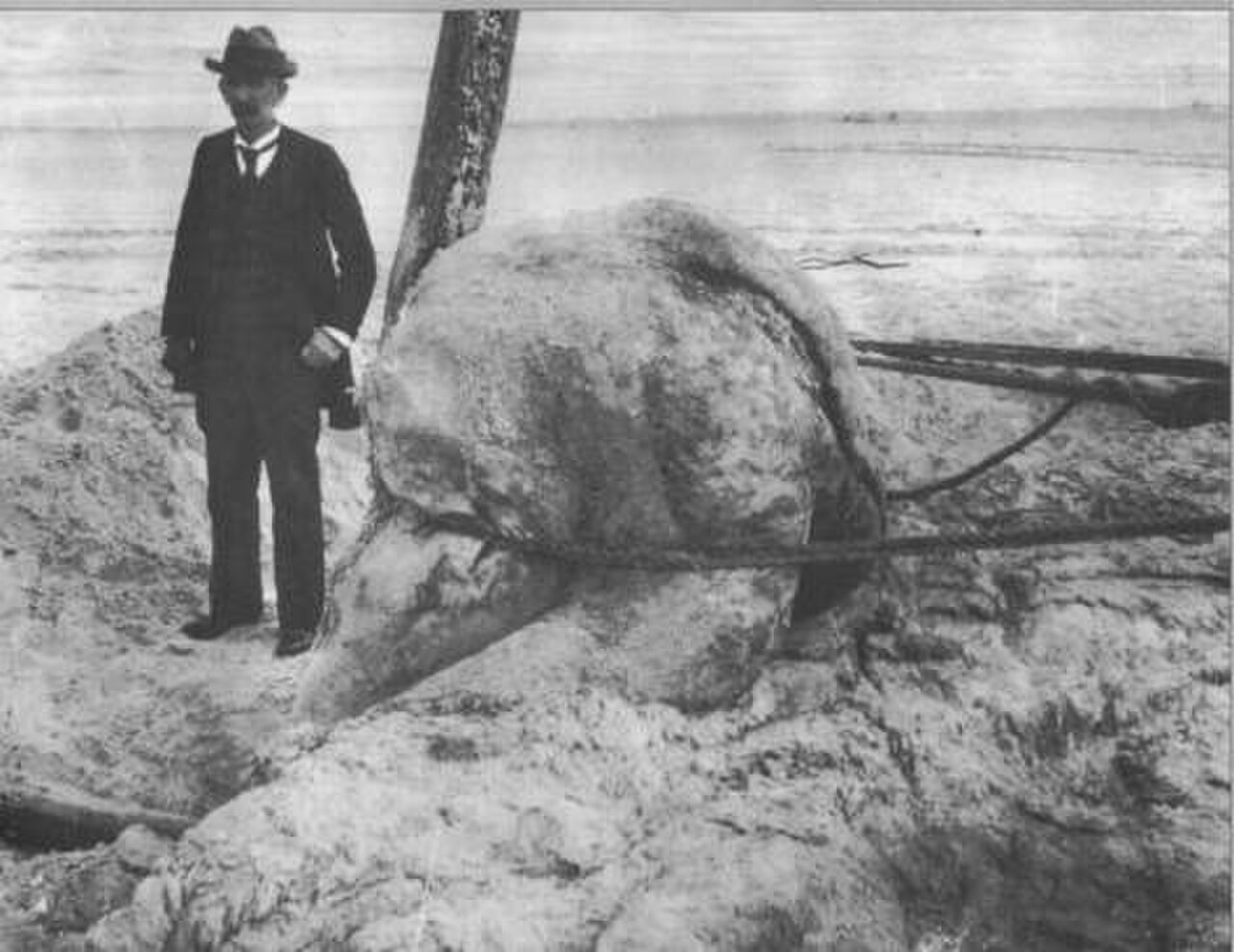O giganteus.jpg