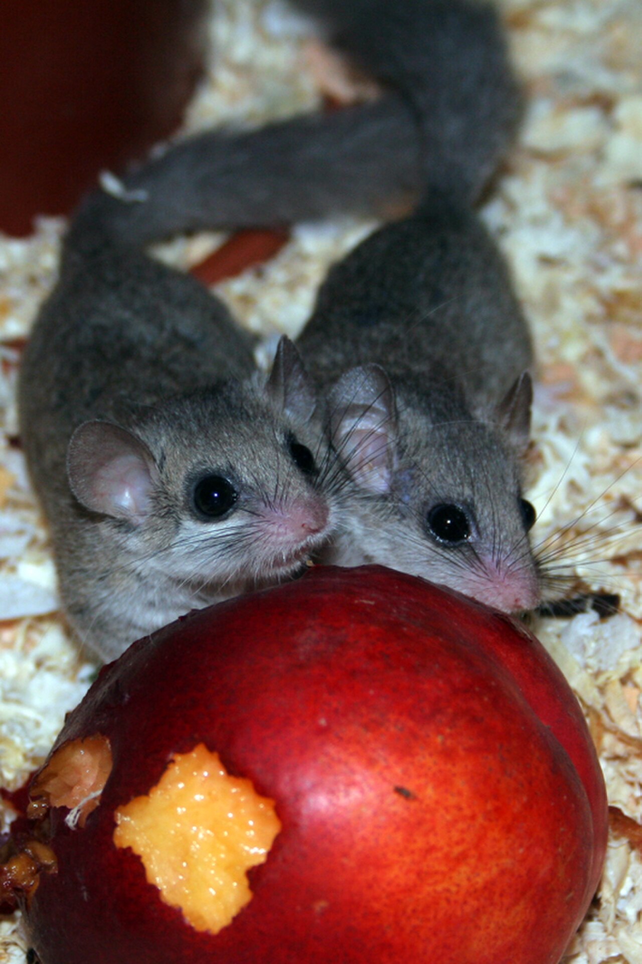 Graphiurus spec -murinus-4.jpg