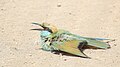 Bee-eater sun bathing in Kottayam