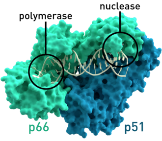 A reverse transcriptase of HIV-1