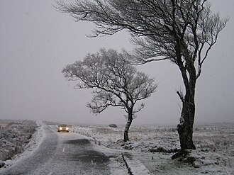 Lone trees near the gap