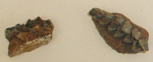 Dorcatherium minus jaw fragments, Natural History Museum, London