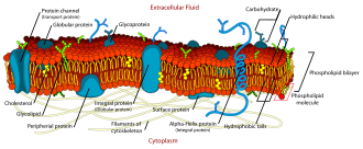 Colored illustration showing the membrane of an animal cell surrounded by tissue. The nucleus, mitochondria, gogli, ER, and lysosomes are labelled.