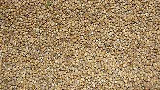 Closeup picture of pearl millet