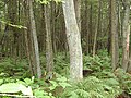 Acushnet Cedar Swamp, Massachusetts