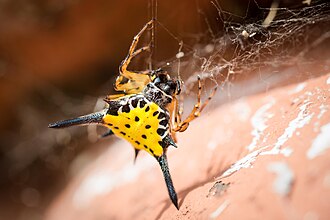 G. hasselti Thailand