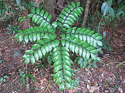 Bowenia spectabilis: plant with single leaf