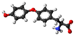 Ball-and-stick model of the L-thyronine molecule as a zwitterion