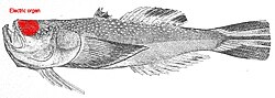 Stargazers like Astroscopus y-graecum have the electric organ in the head, arranged vertically.