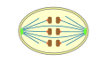 closed orthomitosis