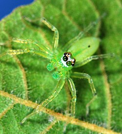 female A. murphyae from South Africa