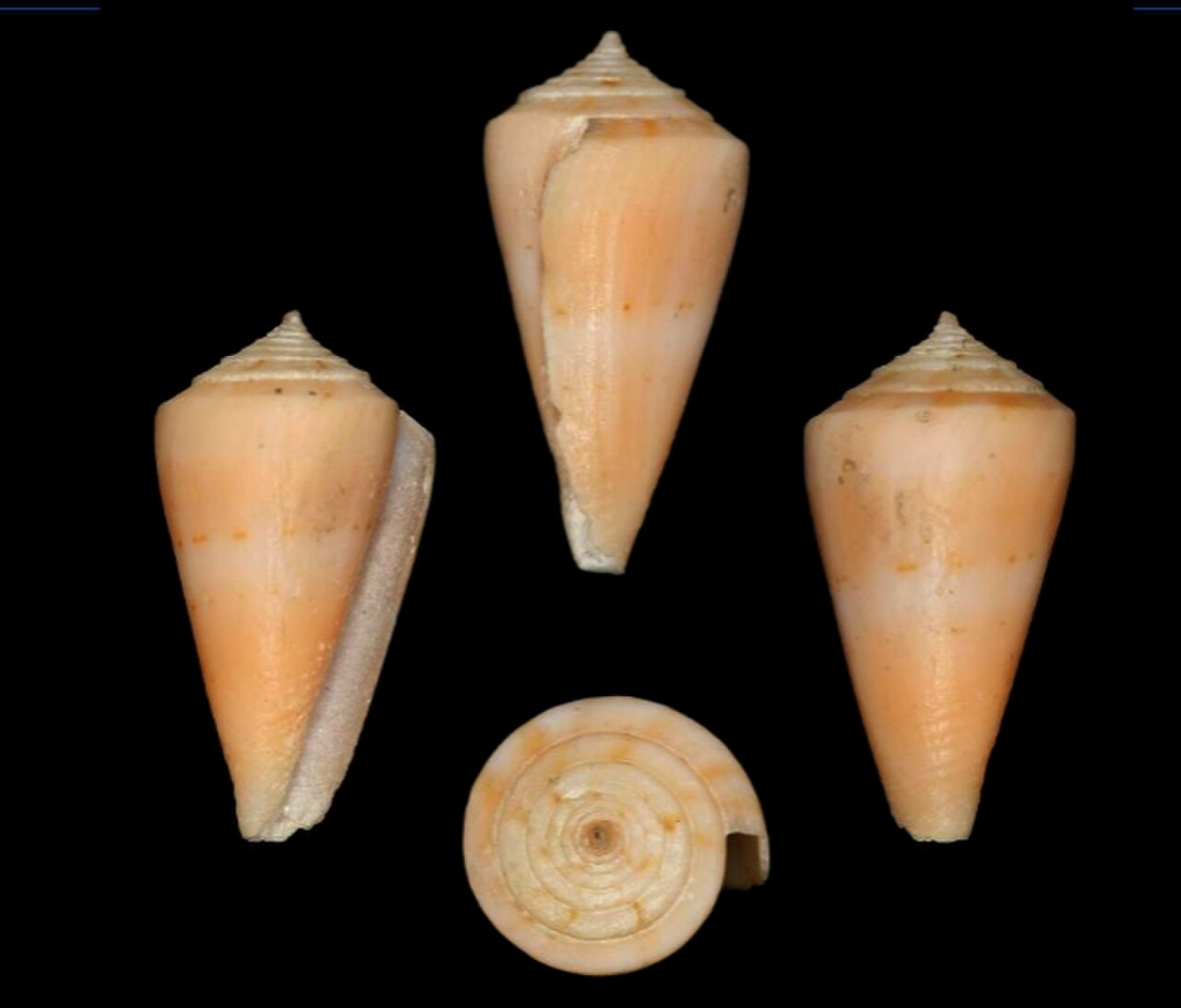 Conus glicksteini 001.jpg