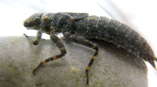 Nymph