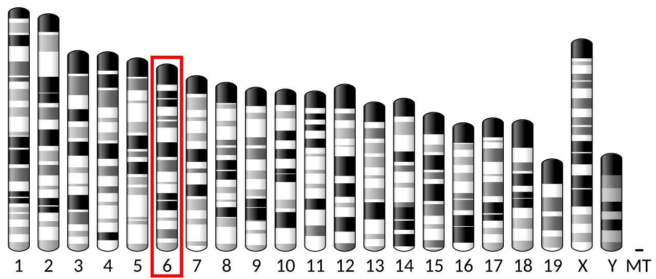 Ideogram house mouse chromosome 6.svg