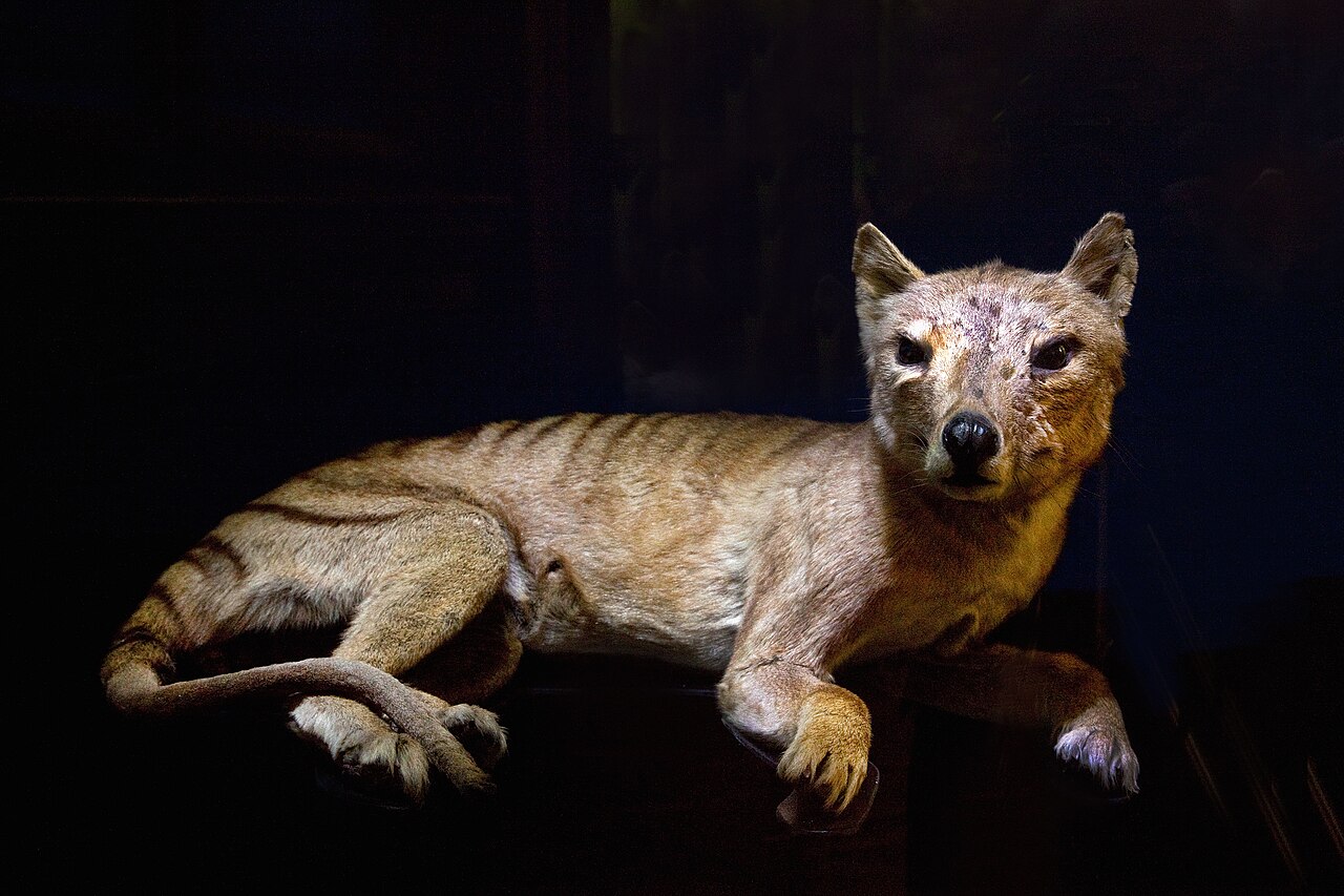 TasmanischerTiger naturhistorisches Museum Wien.jpg