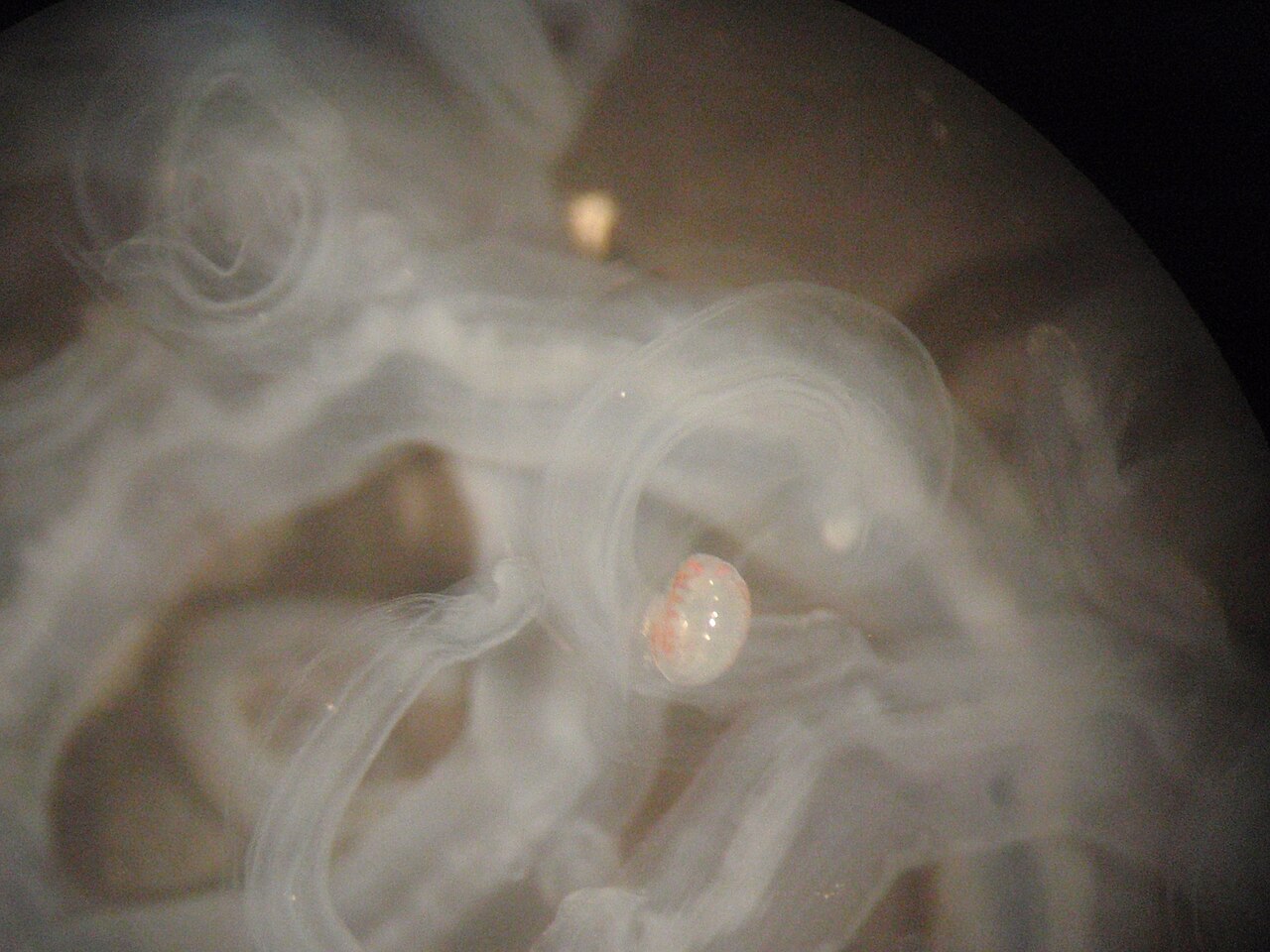 NMNH-IZ1160071 IZ1160072 CUR11547 Bathyphysa CUR11548 Hyperiids P6282784.jpg