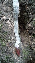 Clinging root of an orchid