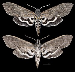 Lintneria maura