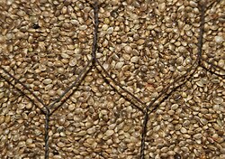 Whole hemp seeds