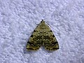 Idia americalis