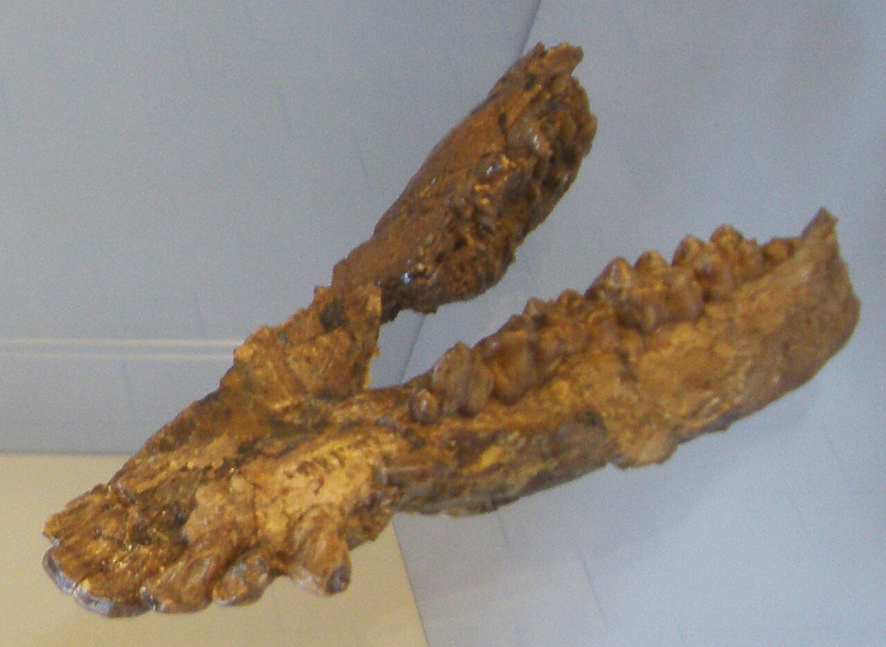 Hyotherium.JPG