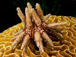 Eucidaris tribuloides, shallow Caribbean species