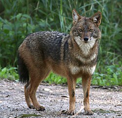 Golden jackal Canis aureus