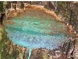 Blue sap seeping out from a cut in the wood
