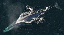 Blue whale